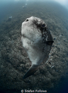Glass Chin

Southern Ocean Sunfish - Mola alexandrini
... by Stefan Follows 